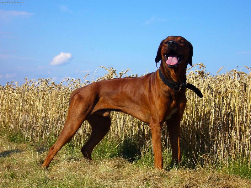 Foto: Alfík-15 měsíců