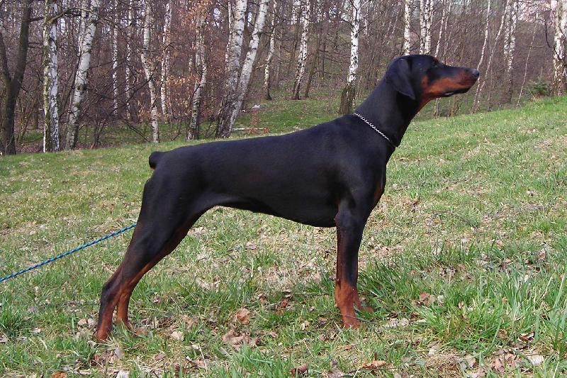 Foto: Afroditha di Brittasgang-tak takhle mě mučej kvůli výstavám.....pokud chcete o mě vědět víc podívejte se na www.dobrmani.com