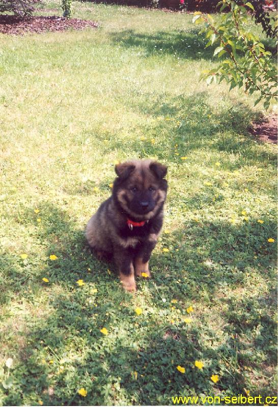 Foto: Eurasier - Blue Berry Tomimopa-2,5 měsíční fenka Eurasiera