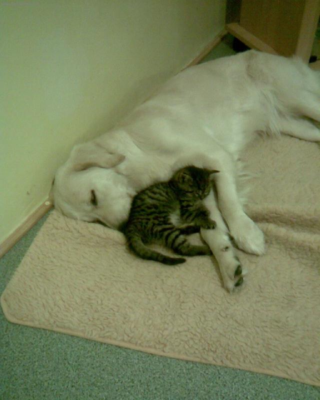 Foto: tak se přitul, já tě zahřeju