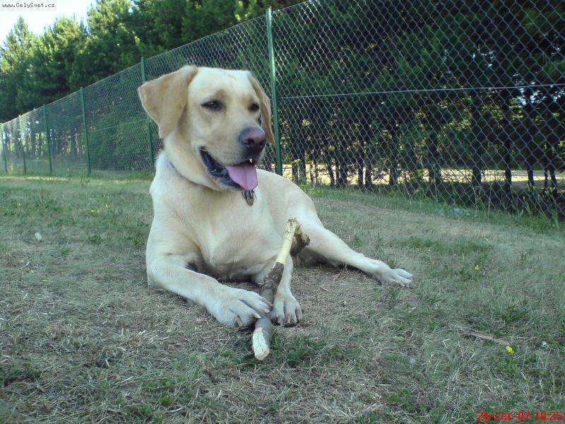 Foto: odpočinek-Bára oddpočívá ve stínu a přitom okousává klacek..