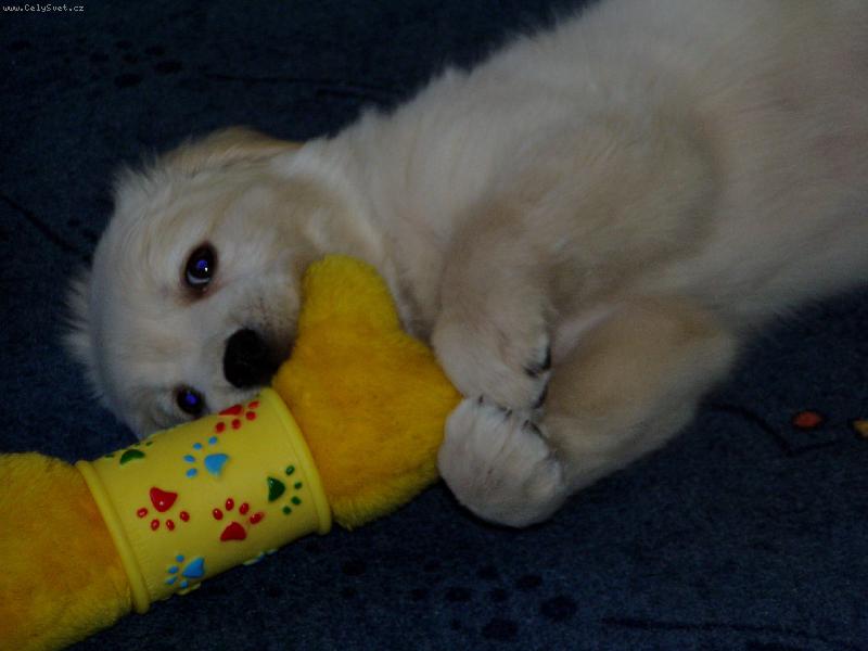 Foto: moje hračka...vrrrr