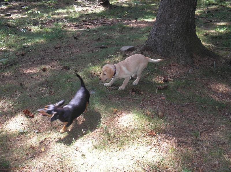 Foto: 10 měsíční kříženec Krysaříka a Jezevčíka s Labradorkou 3 měsiční-Amy a Brita