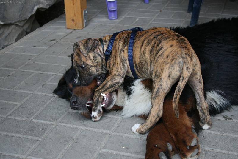 Foto: Bass-A stejně tě přeperu