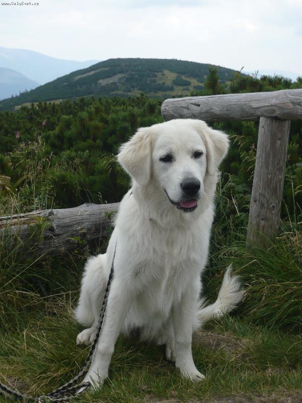 Foto: Ayrin Orlický talisman