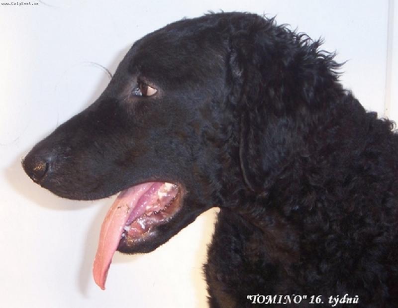 Foto: Atomino Alby from Hofion neboli  TOMINO-Už je mi 16 týdnů, jsem kudrnatý krasavec