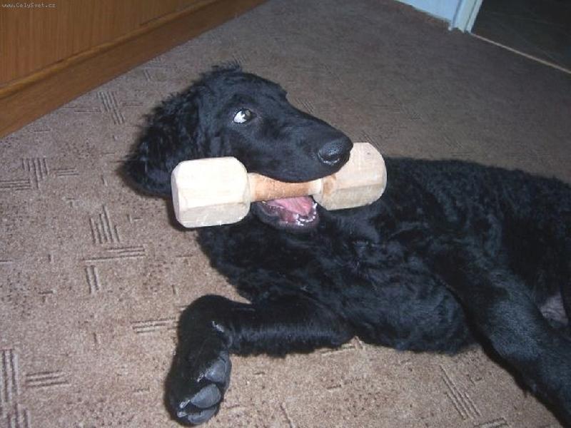 Foto: Atomino Alby from Hofion neboli  TOMINO-Jsem velký pohodář, už je mi 16 týdnů