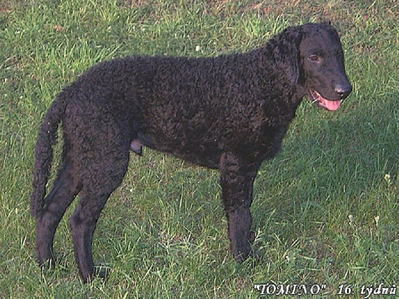 Foto: Atomino Alby from Hofion neboli  TOMINO-Už je mi 16 týdnů a jsem paničky kudrnaté štěstí a miláček