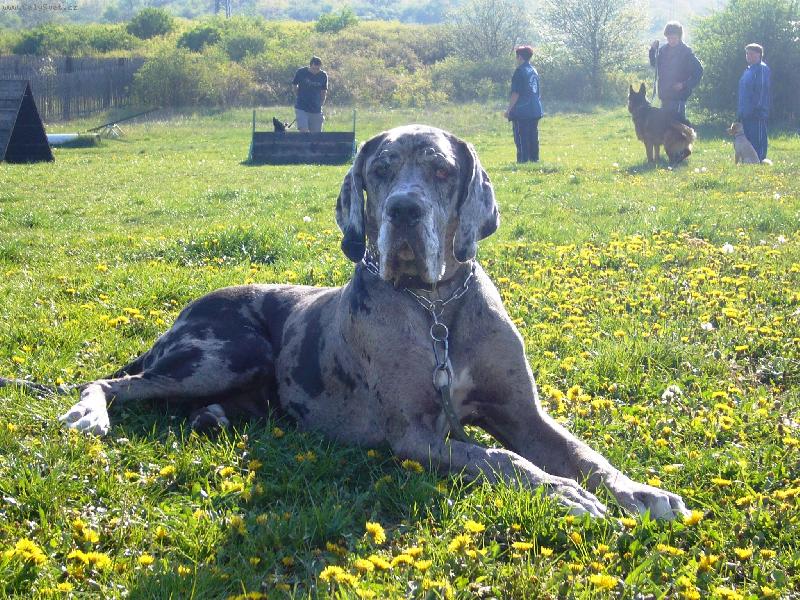 Foto: Ambra-Ambra na cvičáku