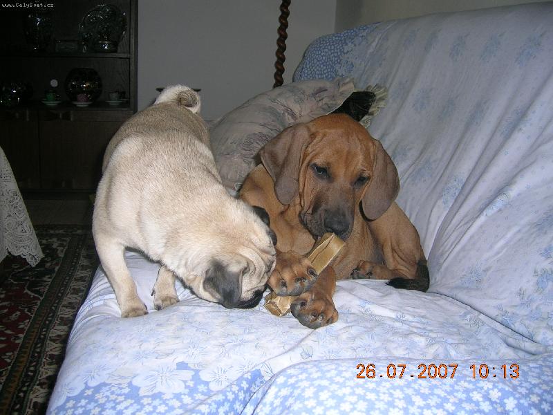 Foto:  Chov.st. Tosa Centrum-Asami a Friderička