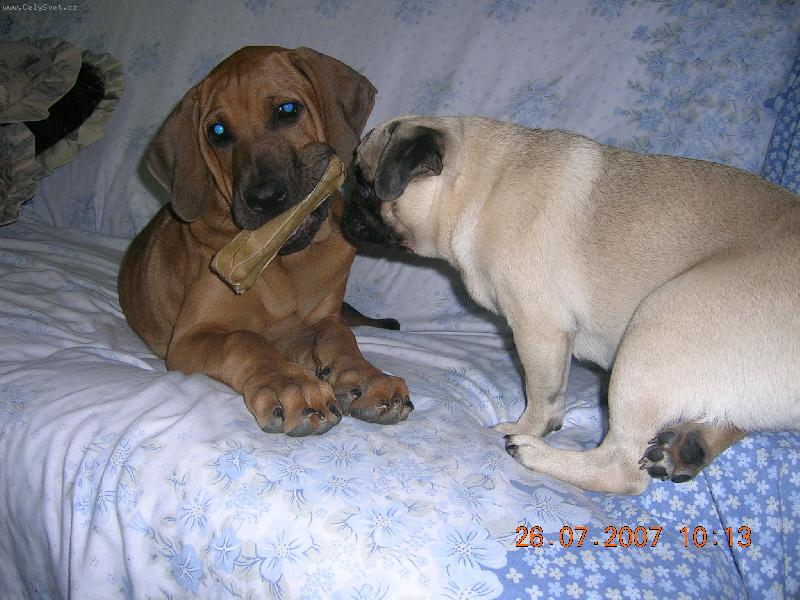 Foto: ch.st.Tosa Centrum-Asami a Friderička