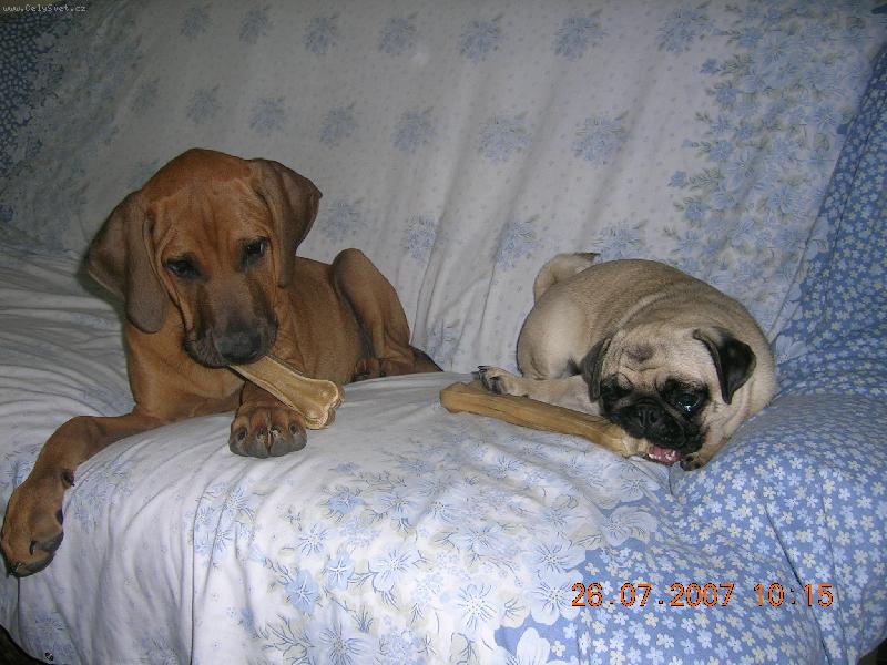 Foto: ch.st. Tosa Centrum-Asami a Friderička