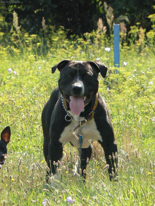 Foto: Arny 11. měsíců-na cvičáku