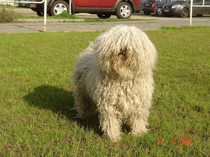 Foto: Lenke MAROSTELEKI, JCH ČR