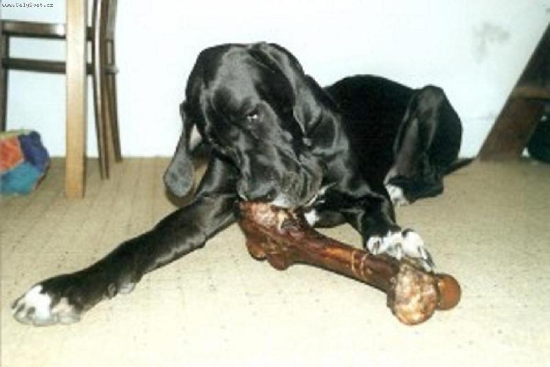 Foto: Vepřová holeň z MZN výstavy v Brně-je to obrovská mňamka a pak taky průjmík :)