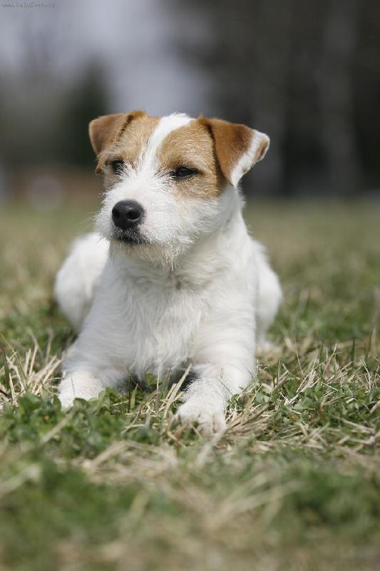 Foto: Krycí pes-Dougles Mandylion