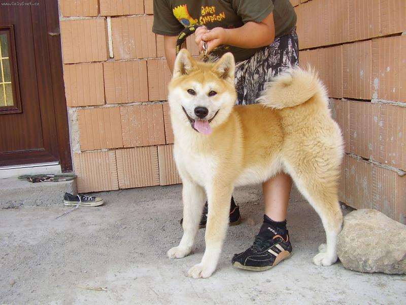 Foto: kozeki Ken Pa-lis-otec Akuma Akairo matka chigiri z bambusového haje
