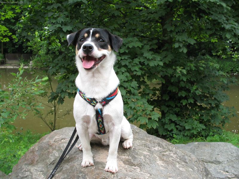 Foto: Joy-Pózování na kameni......ZOO Dvůr Králové