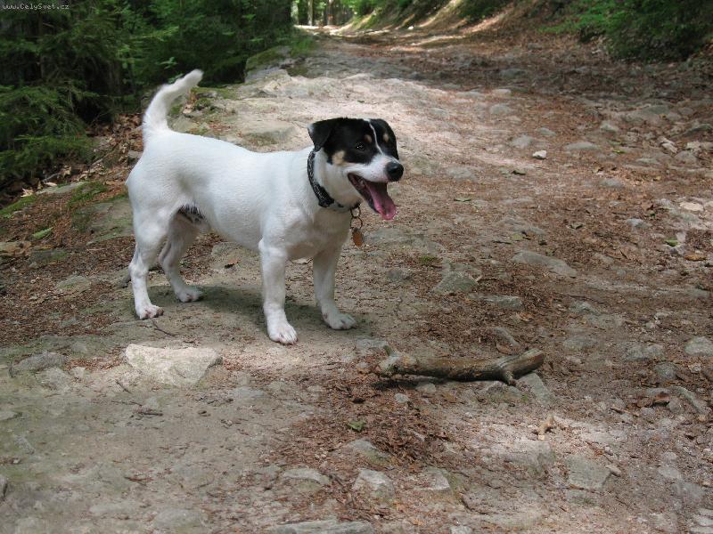 Foto: Joyík-No tak, hoď mi ten klací, prosííííííííííím :o))