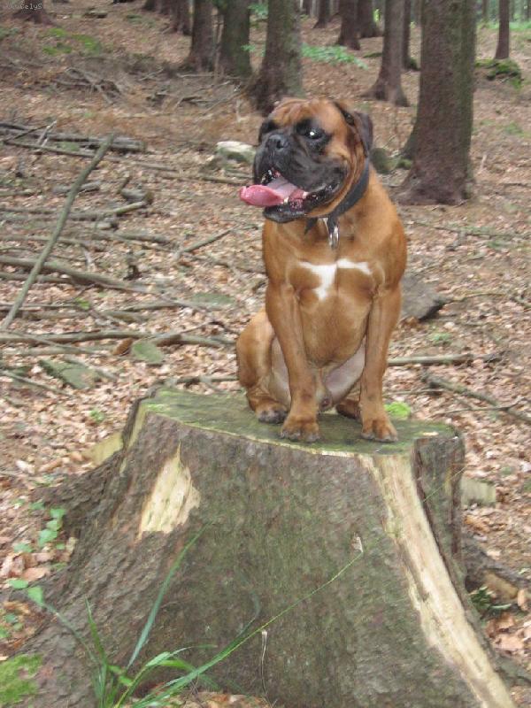 Foto: Woody-na výletě