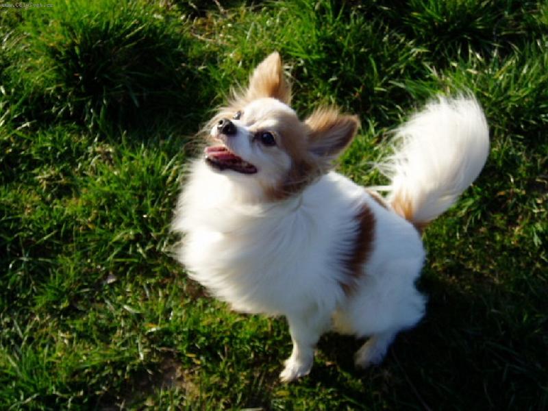 Foto: náš Vikoušek-Zlobítko