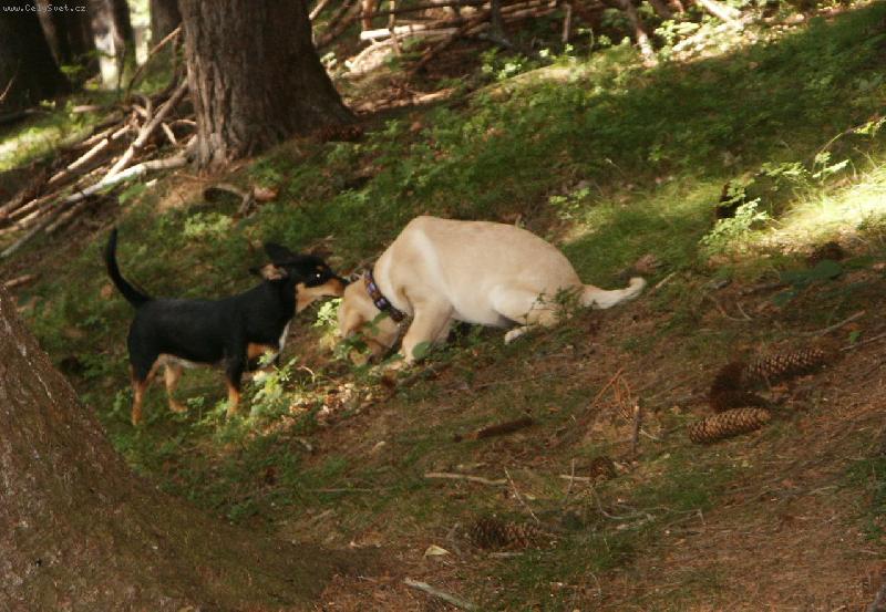 Foto: Amyčka a Brituška