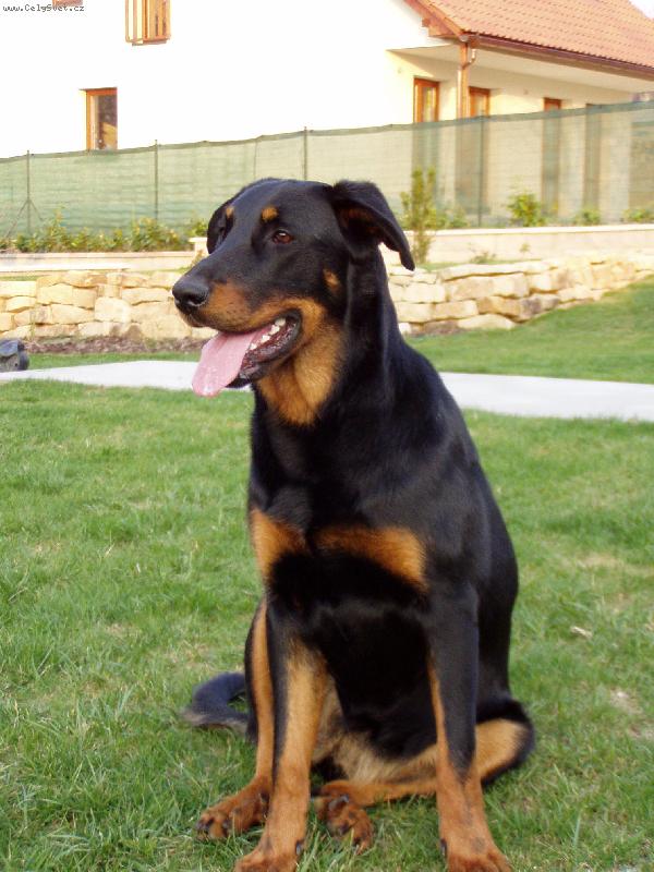 Foto: Tak kdo se se mnou půjde proběhnout?-beauceronka Cerry z Husovy tvrze