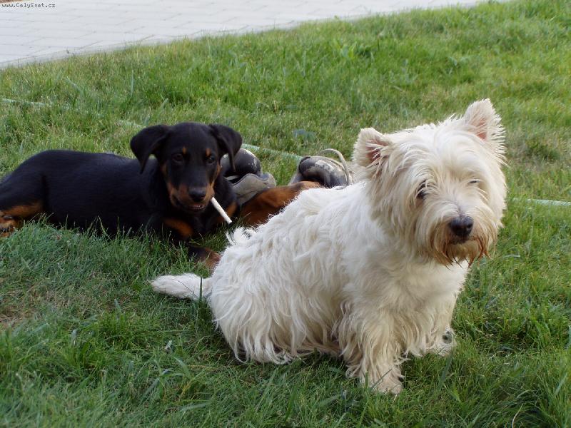 Foto: Počkej až vyrostu!!!!-Beauceronka Cerry z Husovy tvrze