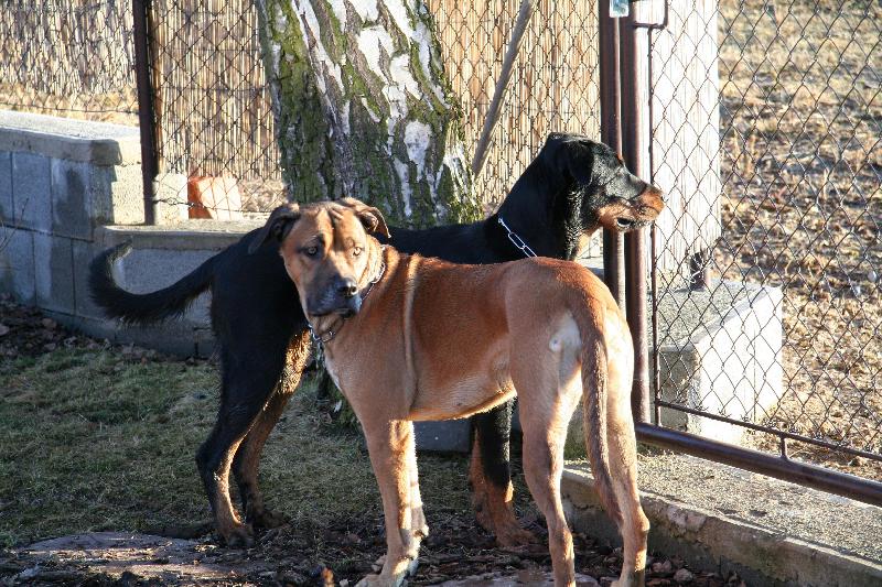 Foto: Moje nejlepší kámoška-Beauceronka Cerry a bandogka Adélka
