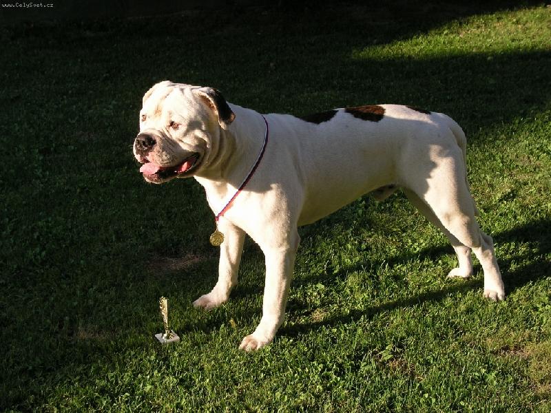 Foto: American bulldog - Army Arpor Bulldog-NVP Košice 2007