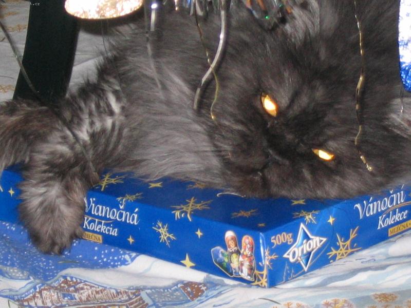 Foto: Vánoční dáreček-Mikešek a vánoce