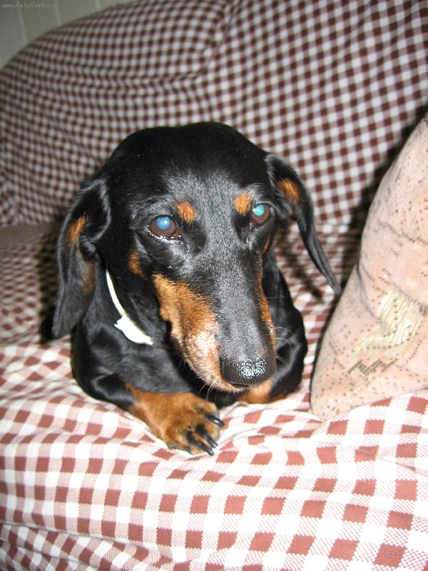 Foto: ťapka na gauči