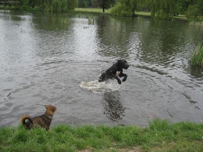 Foto: hop a je tu lidoop-Arthur v kačáku