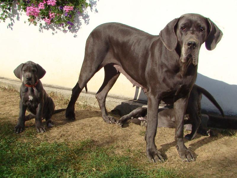 Foto: naše Holly a její štěňátka-maminka Holly s malou Isoldou