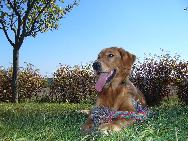 Foto: FIDO-na chatě