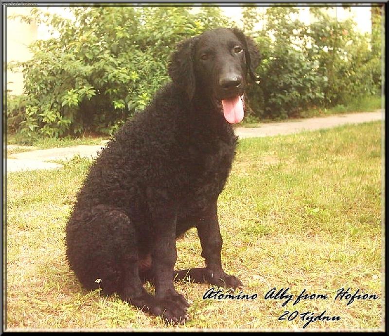 Foto: Atomíno Alby from Hofion-Tomíno 20 týdnů