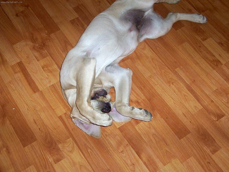 Foto: Maxík-Já se ale stydím!!!!!!!