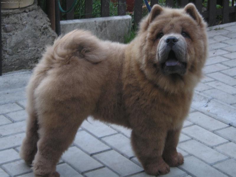 Foto: nová posila šampionů-Don Juan