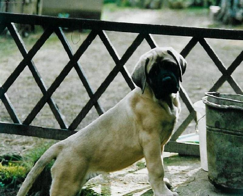 Foto: zátiší s kbelíkem