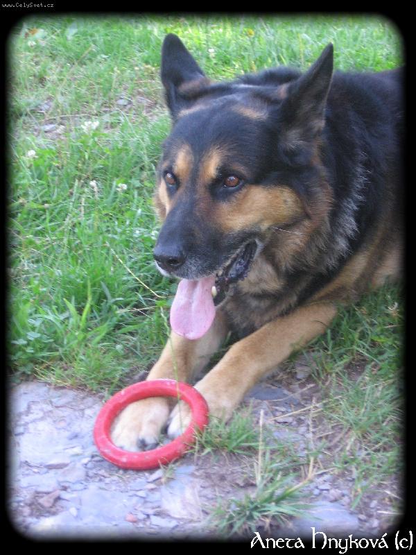 Foto: Ovčák s oblíbenou hračkou