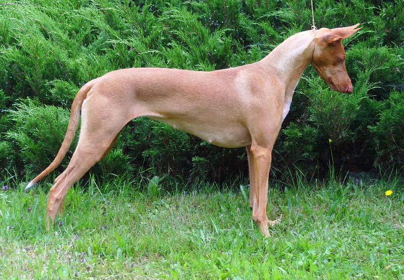 Foto: Cassiopea Spirit of Millenium