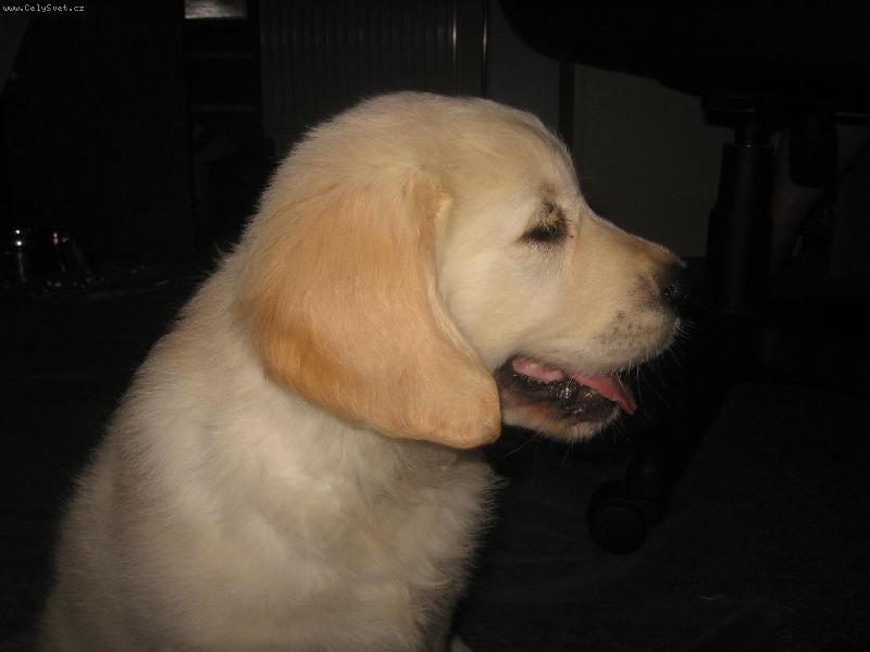 Foto: Zlatý retrívr - Corny, Cassy od Světlovského Potůčku (Haylie)-Corny, Cassy od Světlovského Potůčku (Haylie) Foto © Jessica Švehlová -majitelka