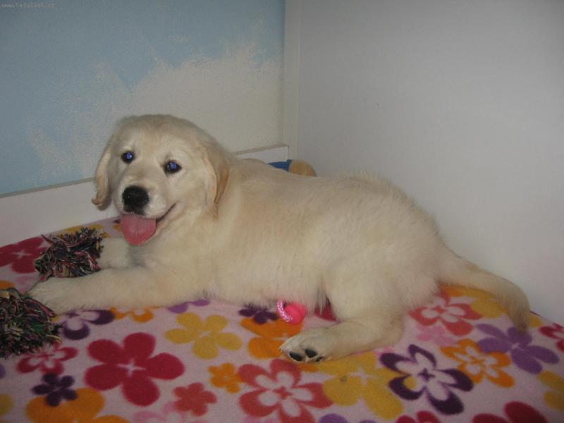 Foto: Zlatý retrívr - Corny, Cassy od Světlovského Potůčku (Haylie)-Corny, Cassy od Světlovského Potůčku (Haylie) Foto © Jessica Švehlová -majitelka