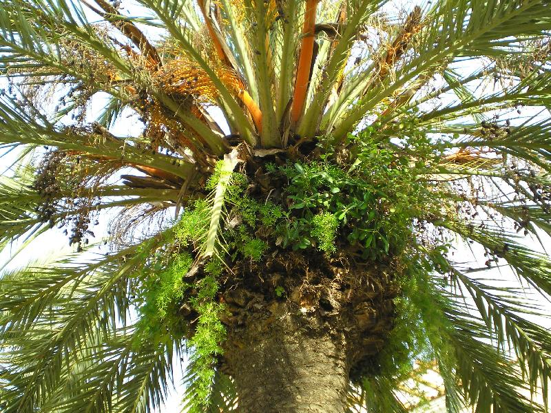 Foto: Pohostinná palma-Zajímavě porostlá palma na promenádě v Calelle (SP)