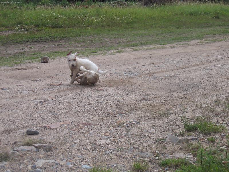 Foto: Arven rasí Annie :)))