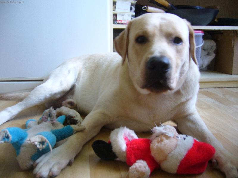 Foto: Vendelínek-prostě náš mazel