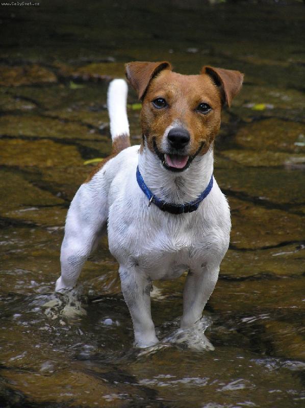 Foto: Bertík-ve vodě