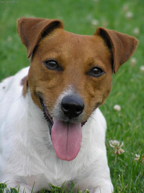 Foto: Bertík-portrét