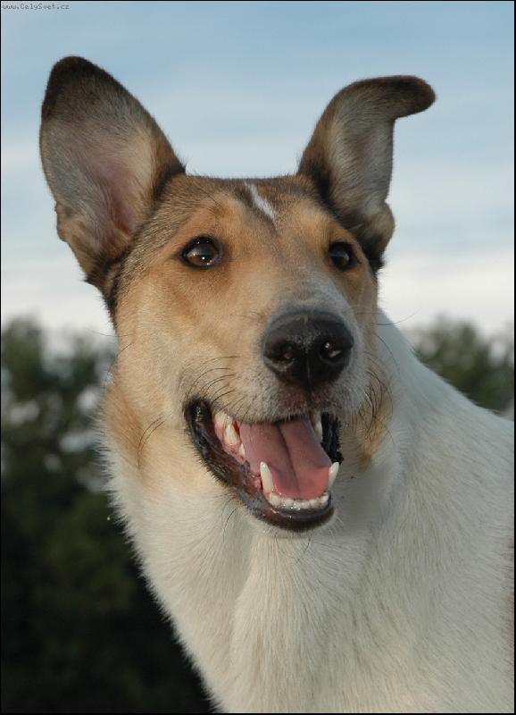 Foto: Ahsante Sana Modrásek-Leja-Leonka v 11ti měsících