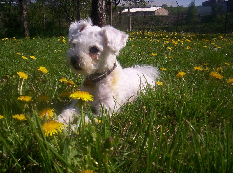 Foto: Lenošení na zahradě